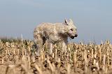 BOUVIER DES ARDENNES 129